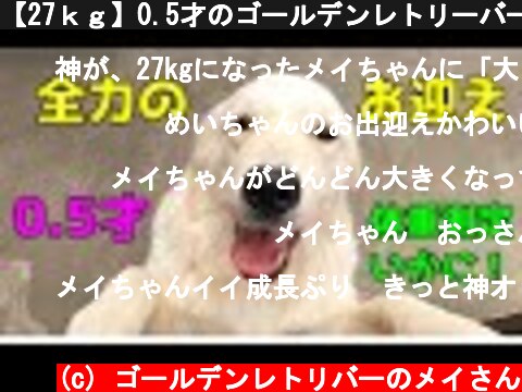 【27ｋｇ】0.5才のゴールデンレトリーバー子犬。これって普通なんですか？！　Golden Retriever　ゴールデンレトリーバー  (c) ゴールデンレトリバーのメイさん