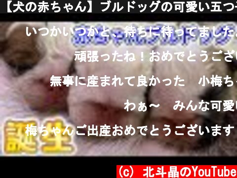 【犬の赤ちゃん】ブルドッグの可愛い五つ子の赤ちゃんが誕生しました。梅ちゃん出産記録  (c) 北斗晶のYouTube