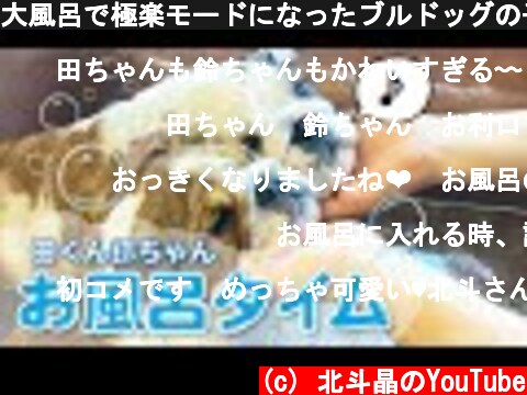 大風呂で極楽モードになったブルドッグの子犬  (c) 北斗晶のYouTube