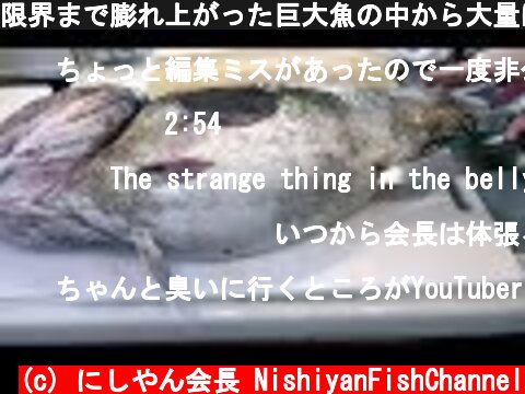 限界まで膨れ上がった巨大魚の中から大量に出てきた物は･･･寄生虫？  (c) にしやん会長 NishiyanFishChannel