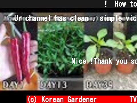 마트에서 구입한 고추 키워보기!ㅣHow to Grow chili(pepper)from Seed  (c) Korean Gardener 초록식물TV