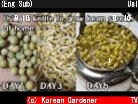 (Eng Sub)주전자에서 콩나물 키우기ㅣUsing a kettle to grow bean sprouts at home  (c) Korean Gardener 초록식물TV