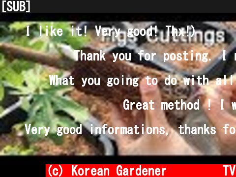 [SUB] 내가 찾은 최고의 무화과 삽목방법ㅣThe Best Method I've Found for Rooting Figs  (c) Korean Gardener 초록식물TV