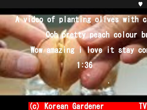 심심해서 해본 아보카도🥑 뿌리 내리기♥ㅣHOW TO GROW AVOCADO TREE FROM SEED  (c) Korean Gardener 초록식물TV
