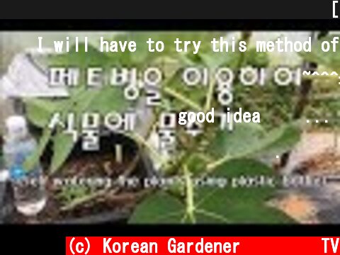 페트병을 이용하여 간이 물탱크 만들기 [ 식물에 물주기 ][Self watering the plants using plastic bottle]  (c) Korean Gardener 초록식물TV