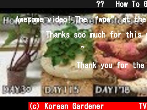 물에 키운 고구마를 심으면?? ㅣHow To Grow Sweet Potatoes2  (c) Korean Gardener 초록식물TV