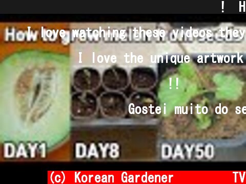 메론 사 먹고 공짜로 모종 얻는 방법!ㅣHow to grow melon from seeds  (c) Korean Gardener 초록식물TV