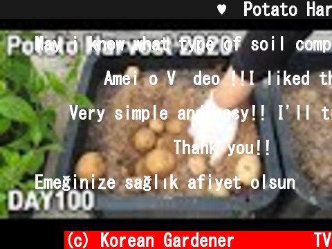 사각화분에 키운 감자 수확♥ㅣPotato Harvest 2020  (c) Korean Gardener 초록식물TV