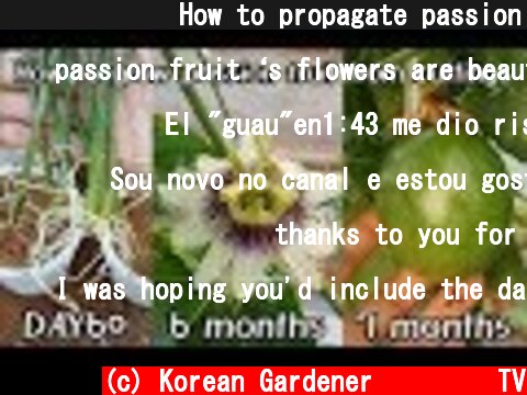 백향과 번식ㅣHow to propagate passion fruit from cuttings  (c) Korean Gardener 초록식물TV