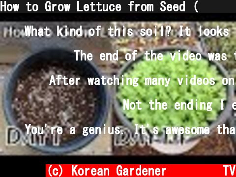 How to Grow Lettuce from Seed (상추키우기,生菜,サンチュ苗植え)  (c) Korean Gardener 초록식물TV