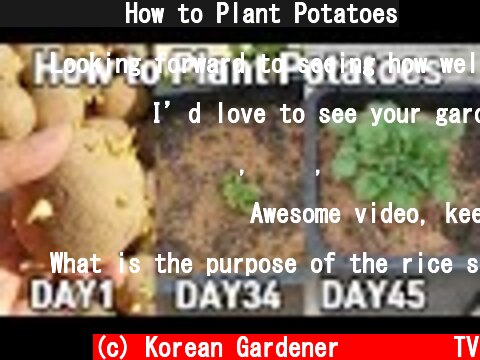 감자심기ㅣHow to Plant Potatoes  (c) Korean Gardener 초록식물TV