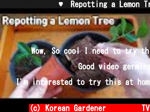 레몬모종 분갈이♥ㅣRepotting a Lemon Tree  (c) Korean Gardener 초록식물TV