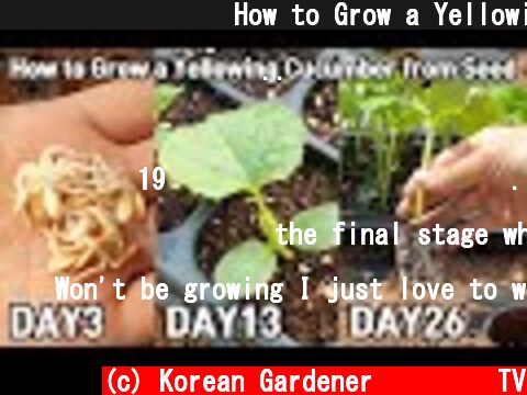 노각오이 키우기ㅣHow to Grow a Yellowing Cucumber from Seed  (c) Korean Gardener 초록식물TV