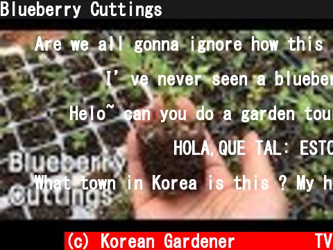 Blueberry Cuttingsㅣ쉽게 배우는 블루베리 삽목이야기  (c) Korean Gardener 초록식물TV