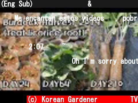 (Eng Sub)이렇게해도 우엉&감초가 자라네?ㅣBurdock Harvest 2019(feat.licorice root) cat  (c) Korean Gardener 초록식물TV