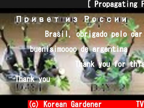 무화과 지퍼팩 삽목하기 [ Propagating Fig Cuttings the Easy Way | The Best Method I've Found for Rooting Figs ]  (c) Korean Gardener 초록식물TV
