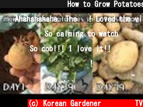 감자재배 및 수확ㅣHow to Grow Potatoes in a Trash Bag  (c) Korean Gardener 초록식물TV