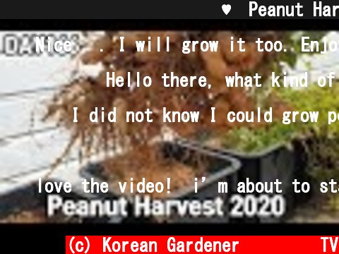 사각화분에 키운 땅콩 수확♥ㅣPeanut Harvest 2020  (c) Korean Gardener 초록식물TV
