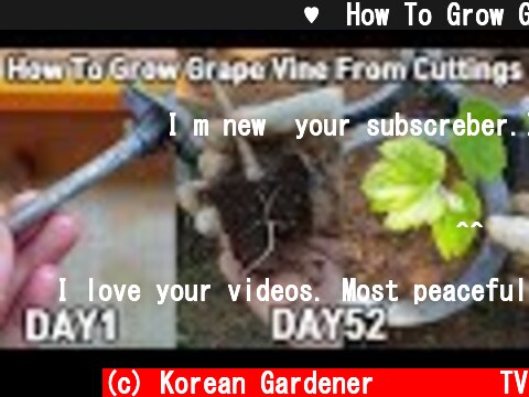 심심해서 해본 포도삽목♥ㅣHow To Grow Grape Vine From Cuttings  (c) Korean Gardener 초록식물TV