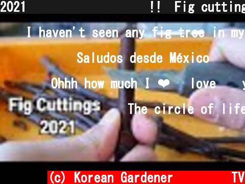 2021년 무화과 삽목 시작!!ㅣFig cuttings planted 1 Feb 2021  (c) Korean Gardener 초록식물TV