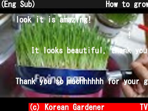 (Eng Sub) 보리새싹 키우기ㅣHow to grow wheatgrassㅣbarley sprouts  (c) Korean Gardener 초록식물TV