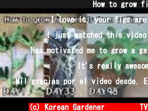 무화과 순삽목하는 방법ㅣHow to grow fig sprouts from cuttings  (c) Korean Gardener 초록식물TV