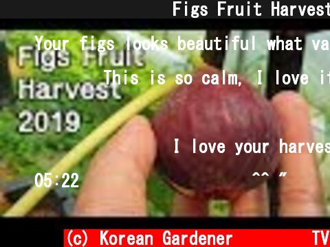 무화과 열매 따먹기ㅣFigs Fruit Harvest 2019  (c) Korean Gardener 초록식물TV