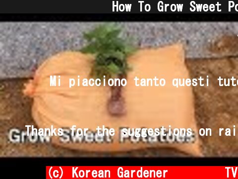 고구마 심는 방법ㅣHow To Grow Sweet Potatoes  (c) Korean Gardener 초록식물TV
