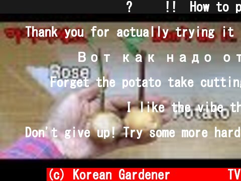 장미를 감자에 꽂으면? 망함!!ㅣHow to plant failed rose in potato  (c) Korean Gardener 초록식물TV