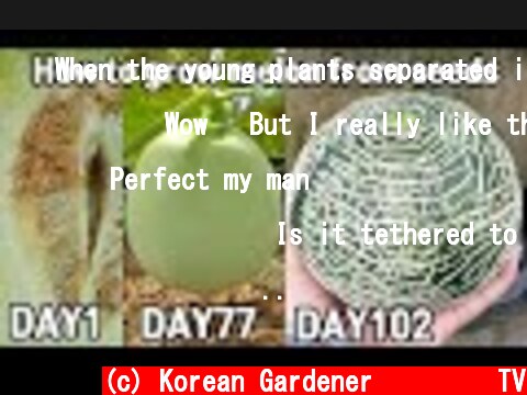긴장마로 뿌리가 병들고 태풍에 떨어진 멜론ㅜㅜㅣ How to grow melon from seeds 2  (c) Korean Gardener 초록식물TV
