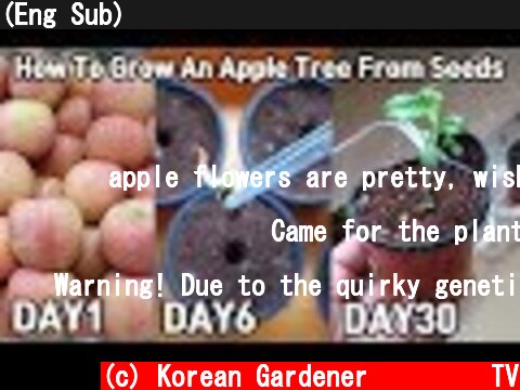 (Eng Sub) 사과 사 먹고 공짜로 모종 얻는 방법!ㅣHow To Grow An Apple Tree From Seeds  (c) Korean Gardener 초록식물TV