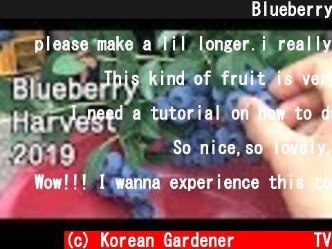 취미농의 마당 블루베리 수확ㅣBlueberry Harvest 2019  (c) Korean Gardener 초록식물TV