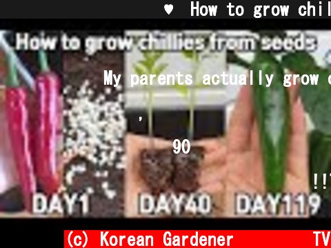 화분에서 고추키우기♥ㅣHow to grow chillies from seeds  (c) Korean Gardener 초록식물TV