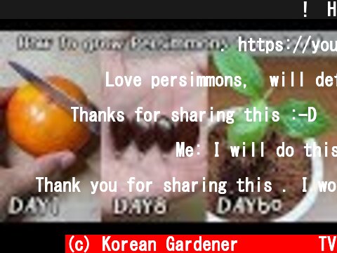 단감 사 먹고 공짜로 모종 얻는 방법!ㅣHow to grow Persimmons from seed  (c) Korean Gardener 초록식물TV