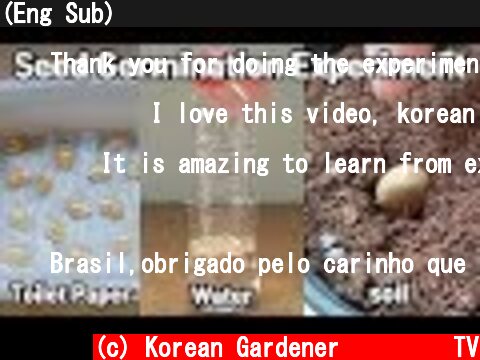 (Eng Sub) 씨앗을 상토에 바로 안 심고 발아 시키고 심는 이유?? (feat.단호박씨앗)ㅣ발아실험ㅣseed germination experiment  (c) Korean Gardener 초록식물TV