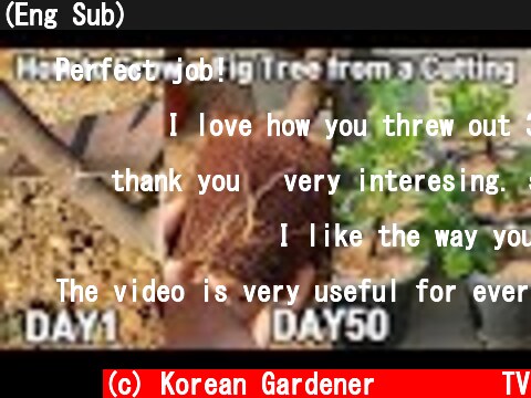 (Eng Sub) 무화과 삽수 보관 및 번식하기ㅣHow to Grow a Fig Tree from a Cutting  (c) Korean Gardener 초록식물TV