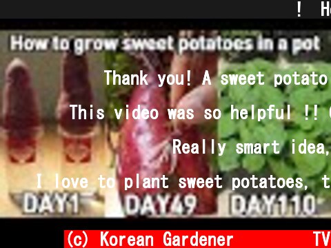마트 고구마로 고구마모종 얻는 방법!ㅣHow to grow sweet potatoes in a pot  (c) Korean Gardener 초록식물TV