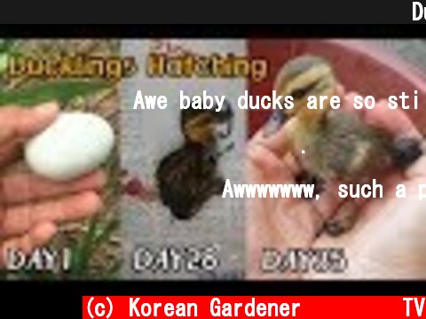 논두렁에서 발견된 미운오리새끼 부화ㅣDucklings hatching  (c) Korean Gardener 초록식물TV