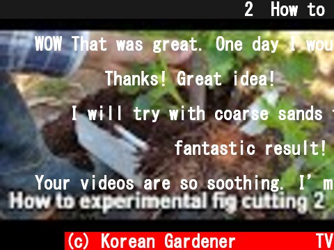 실험삼아 해본 무화과삽목방법2ㅣHow to experimental fig cutting 2  (c) Korean Gardener 초록식물TV