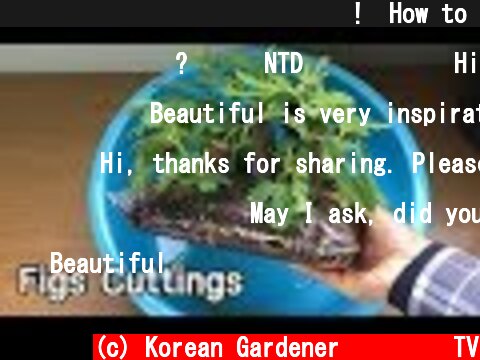 실험삼아 해본 무화과삽목방법!ㅣHow to experimental fig cutting  (c) Korean Gardener 초록식물TV