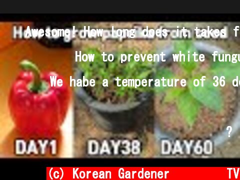 파프리카 사 먹고 공짜로 모종 얻는 방법!ㅣHow to grow paprika from seed  (c) Korean Gardener 초록식물TV