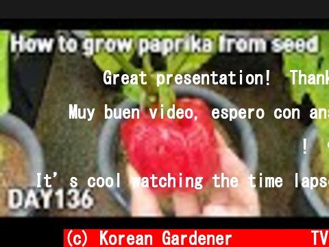 마트에서 구입한 파프리카로 화분에 파프리카 키우기ㅣHow to grow paprika from seed  (c) Korean Gardener 초록식물TV