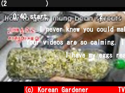 (2배속시청요망) 페트병을 이용하여 녹두(숙주나물) 키우기ㅣ(watch at 2x speed) How to grow mung bean sprouts  (c) Korean Gardener 초록식물TV
