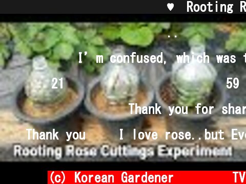 심심해서 해본 장미실험삽목♥ㅣRooting Rose Cuttings Experiment  (c) Korean Gardener 초록식물TV