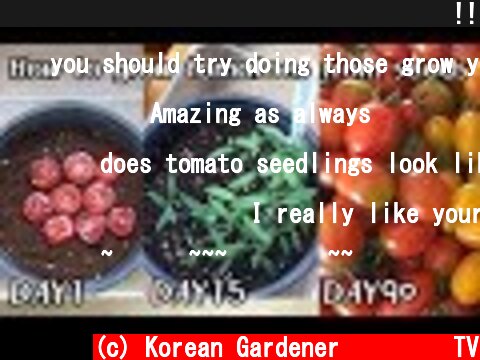 공짜로 대추방울토마토 모종 얻는 방법!!ㅣHow to grow tomatoes from seeds  (c) Korean Gardener 초록식물TV