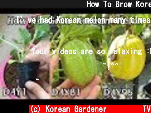 화분에서 참외 키우기ㅣHow To Grow Korean Melon  (c) Korean Gardener 초록식물TV