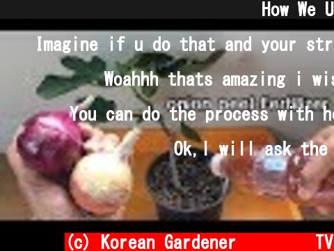 양파껍질로 식물영양제 만들기ㅣHow We Use onion peel in Our Garden  (c) Korean Gardener 초록식물TV