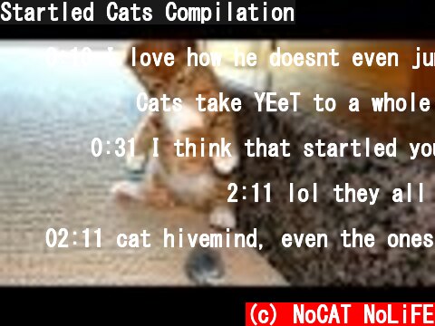 Startled Cats Compilation  (c) NoCAT NoLiFE