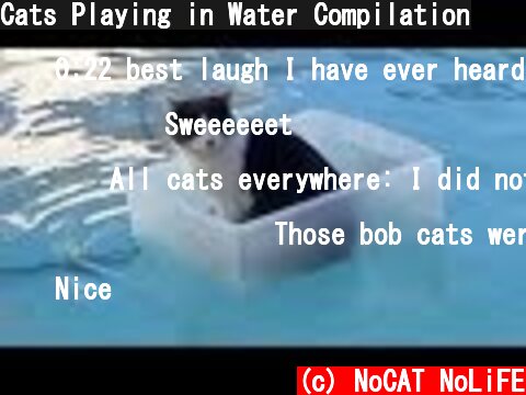 Cats Playing in Water Compilation  (c) NoCAT NoLiFE