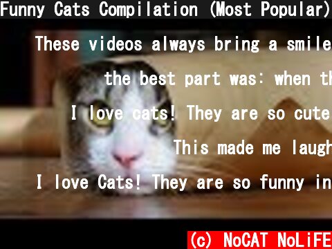 Funny Cats Compilation (Most Popular) Part 2  (c) NoCAT NoLiFE